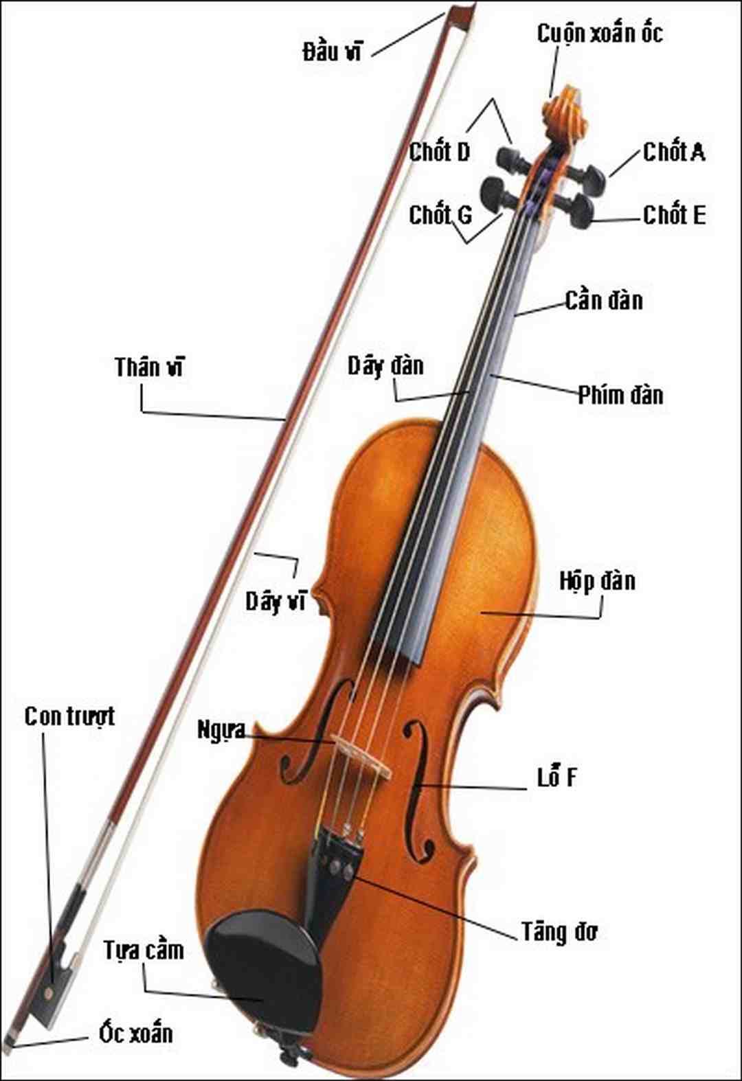 Những cấu tạo Violin mà bất cứ ai tìm hiểu Violin đều phải biết